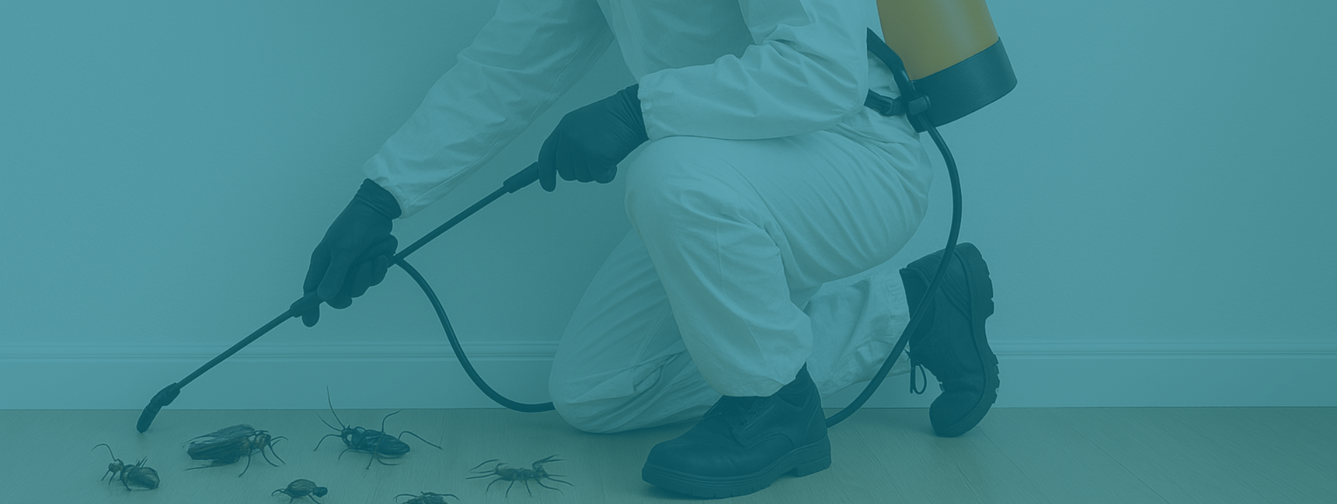 Controle de pragas e dedetização em São Paulo - TMT Dedetizadora