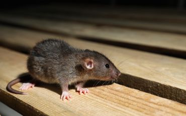 Desratização em São Paulo - TMT Dedetizadora