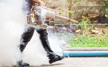 Controle de mosquitos em São Paulo - TMT Dedetizadora